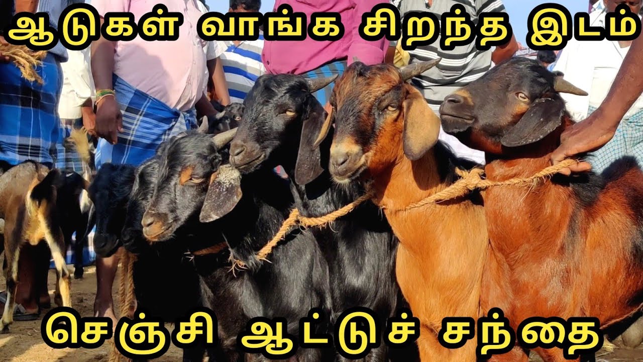 செஞ்சி ஆட்டுச்சந்தை | Gingee Goat Market | வாரச்சந்தை | Uzhavan Tv