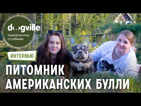 Американские булли — О породе с владелицей питомника