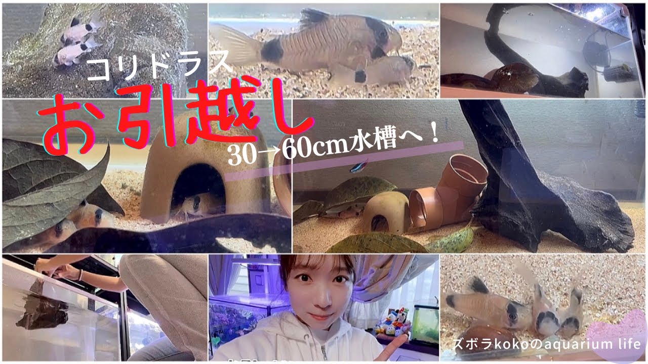 【急遽水槽立ち上げ】コリドラス稚魚が増えすぎたので60cm水槽へお引越しします！｜アクアリウム｜稚魚育成｜経過観察｜熱帯魚
