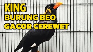 Download Lagu KING BURUNG BEO GACOR \u0026  CEREWET‼️ MP3
