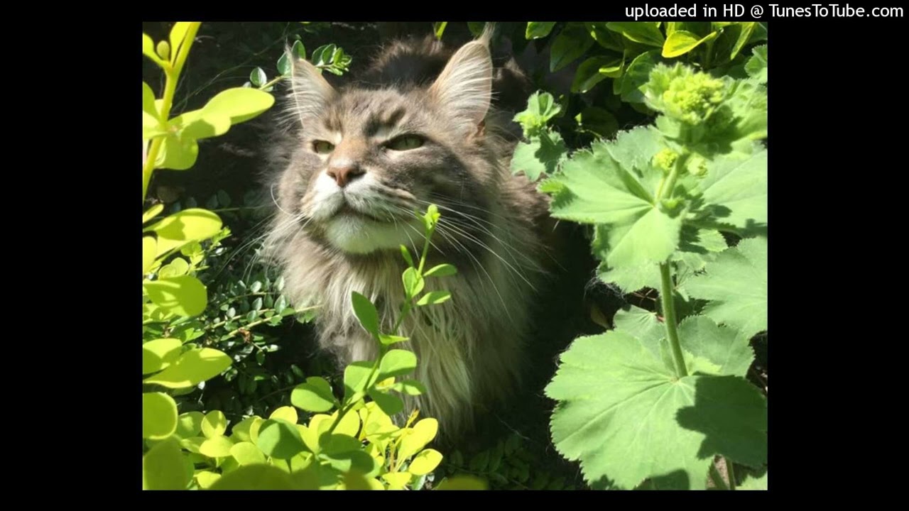 kelewya + talinwya + surf type beat (prod. rainforest)