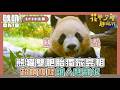 【花甲少年趣旅行】熊貓雙胞胎輝寶睿寶獨家亮相 超萌模樣讓人秒融化｜Oh!8歐叭
