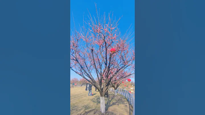 Shanghai, plum blossoms are in full bloom, the fragrance of plum blossoms comes from the bitter cold - DayDayNews