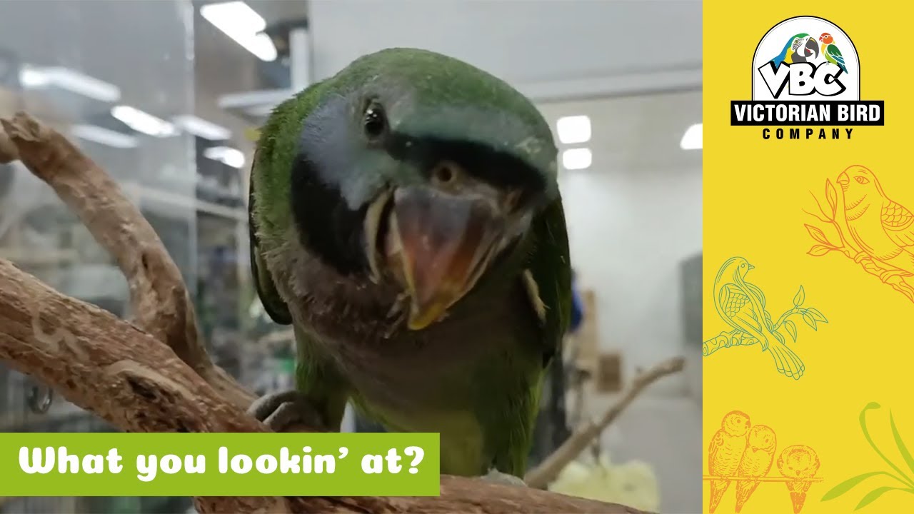 Hand - Reared Derbyan Parrot | Victorian Bird Co