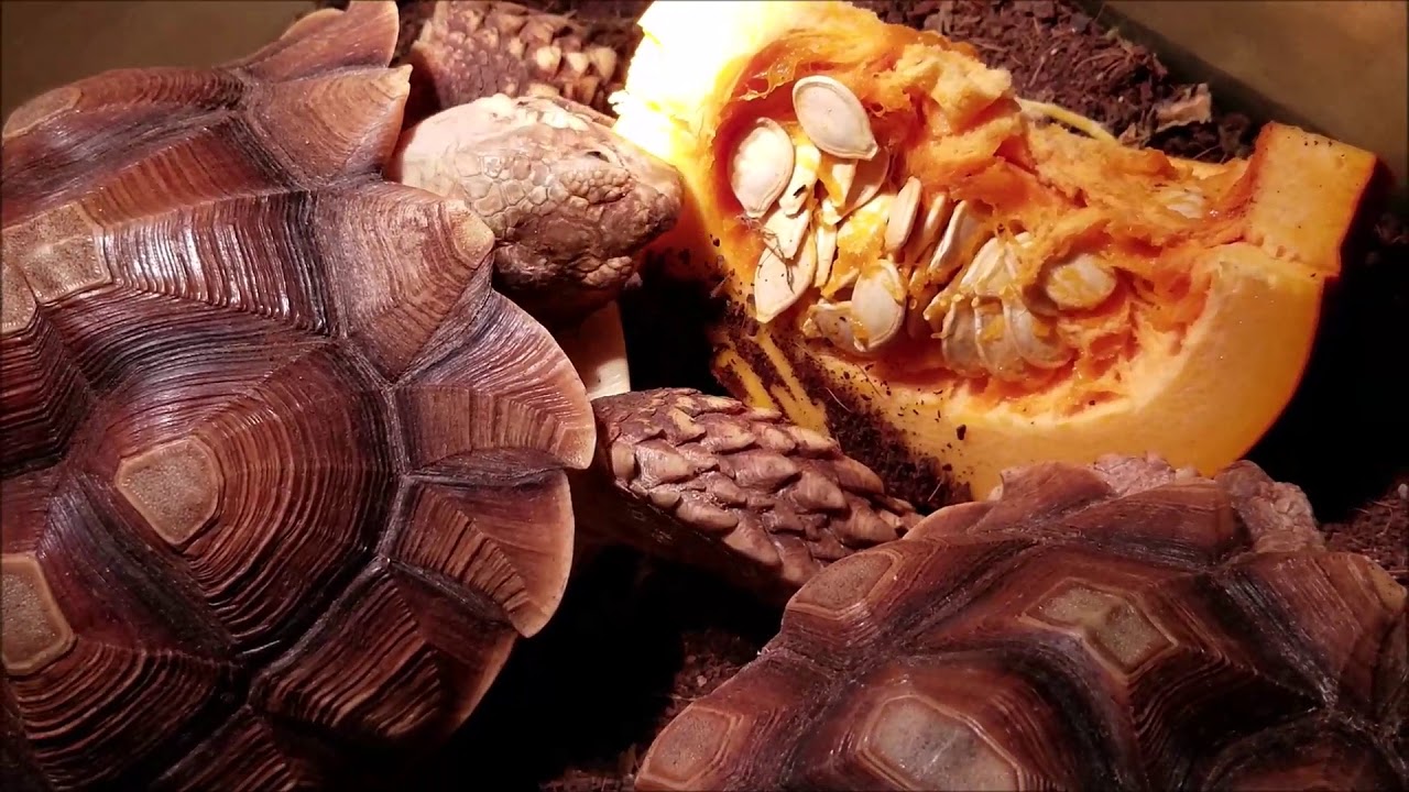 African Sulcata Spurred Tortoise Eating Halloween Pumpkin YouTube