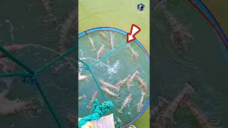 Net shrimp Fish | জাল পেতে বাগদা চিংড়ি মাছ ধরলাম।  shorts ytshorts shrimp fishing @FishingBDT