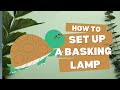 How to set up a basking lamp for your tortoise