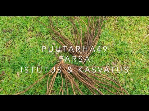 Video: Parsakaali: Istutus- Ja Kasvusäännöt