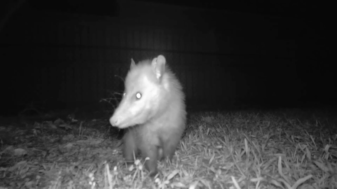 Sweet Opossum Eating YouTube