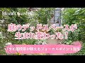 【ガーデニング*庭づくりdiy】庭のデッドスペースが『フォーカルポイント』へ劇的に生まれ変わった!ガーデンDIY*宿根草とバラが映えるナチュラルガーデン