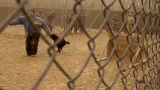 the archangels vs the attack dogs
