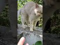 Не мешайте коту спать!!cats#funny cats#