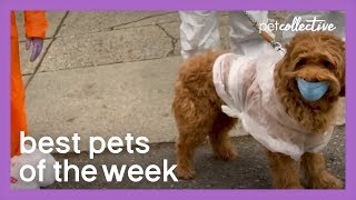 Quarantine Dog | Best Pets of the Week