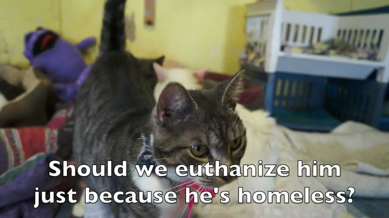 400 cats in danger !! The Animal Rescue Network need help !! YouTube