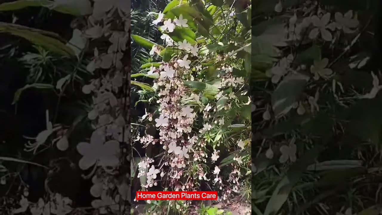 Clerodendrum wallichii
