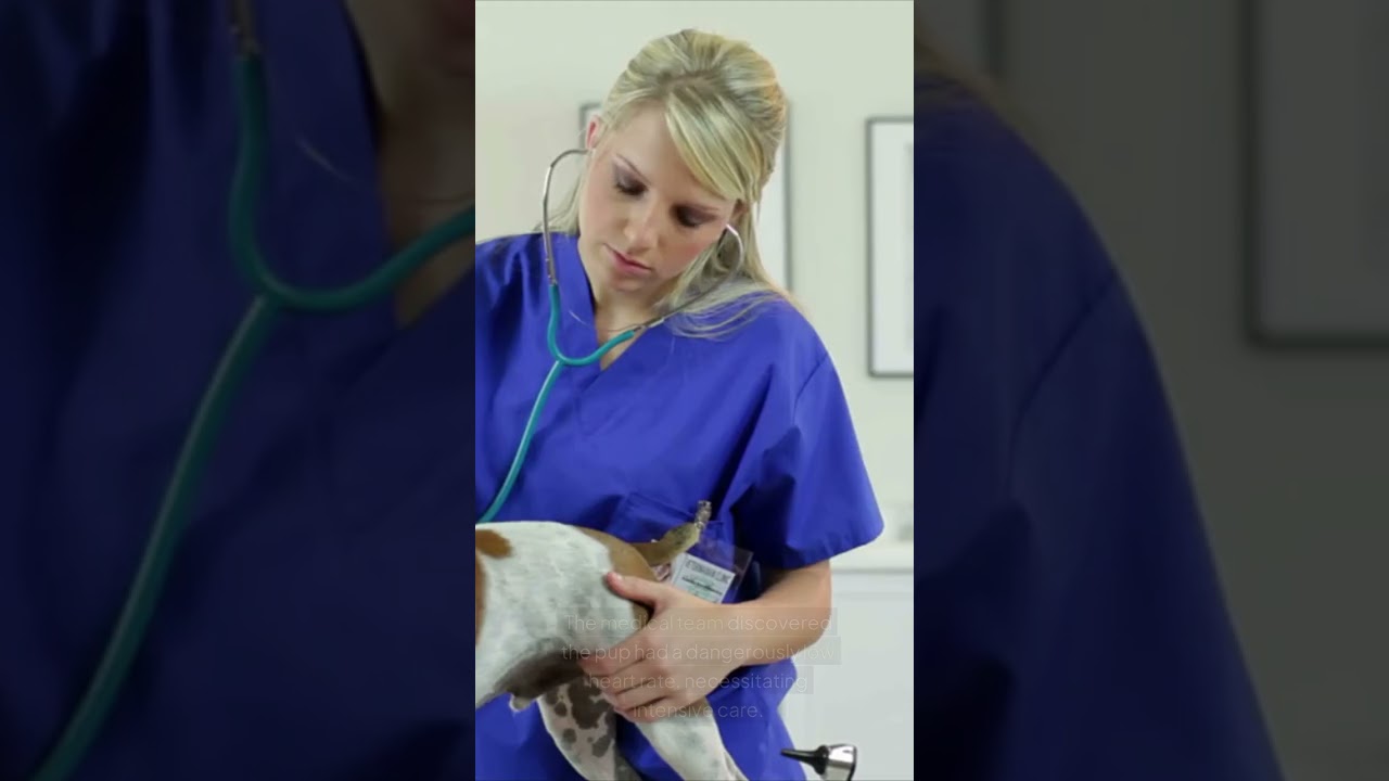 Unbelievable! Stray Dog Seeks Help to Save Her Puppy 