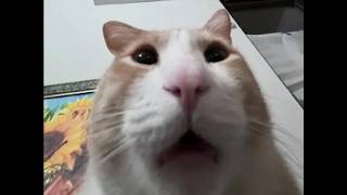 Cat Planet 93% + 59-100%