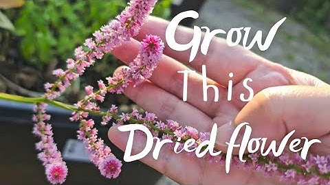 How to Grow Stunning Statice (Limonium) | Perfect for Fresh & Dried Flower Arrangements