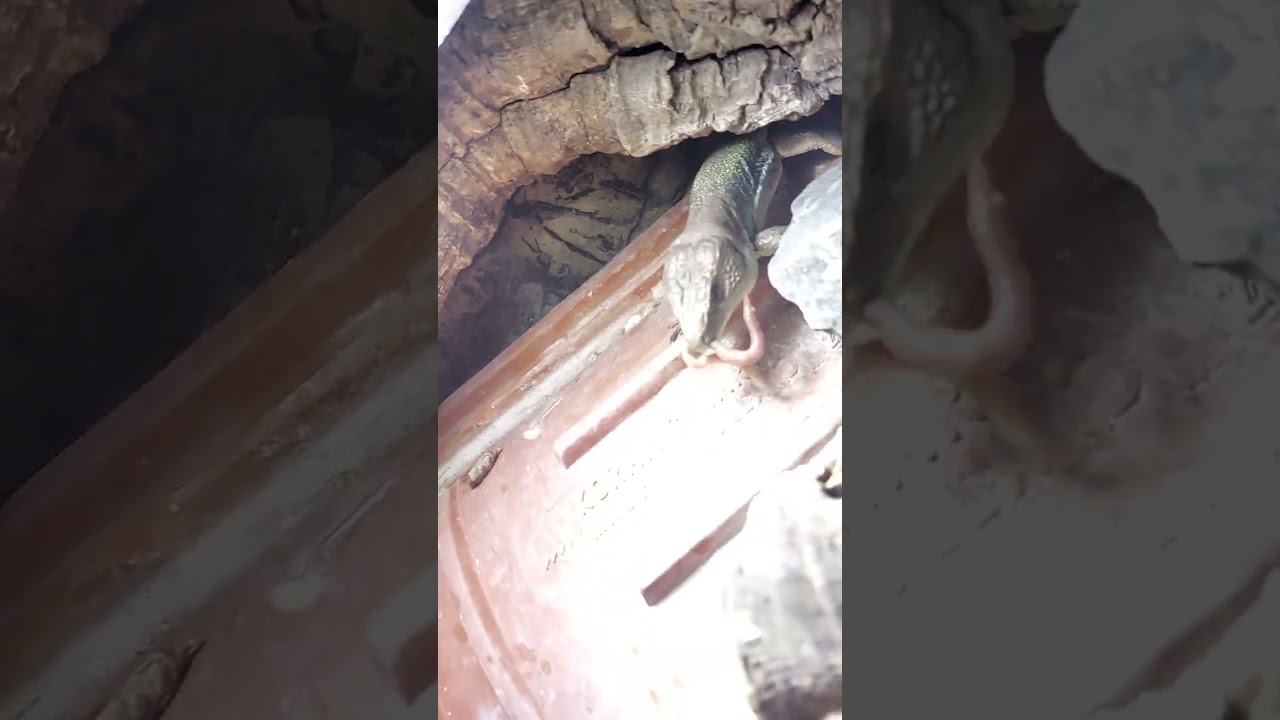 Timon nevadensis from Siera Nevada