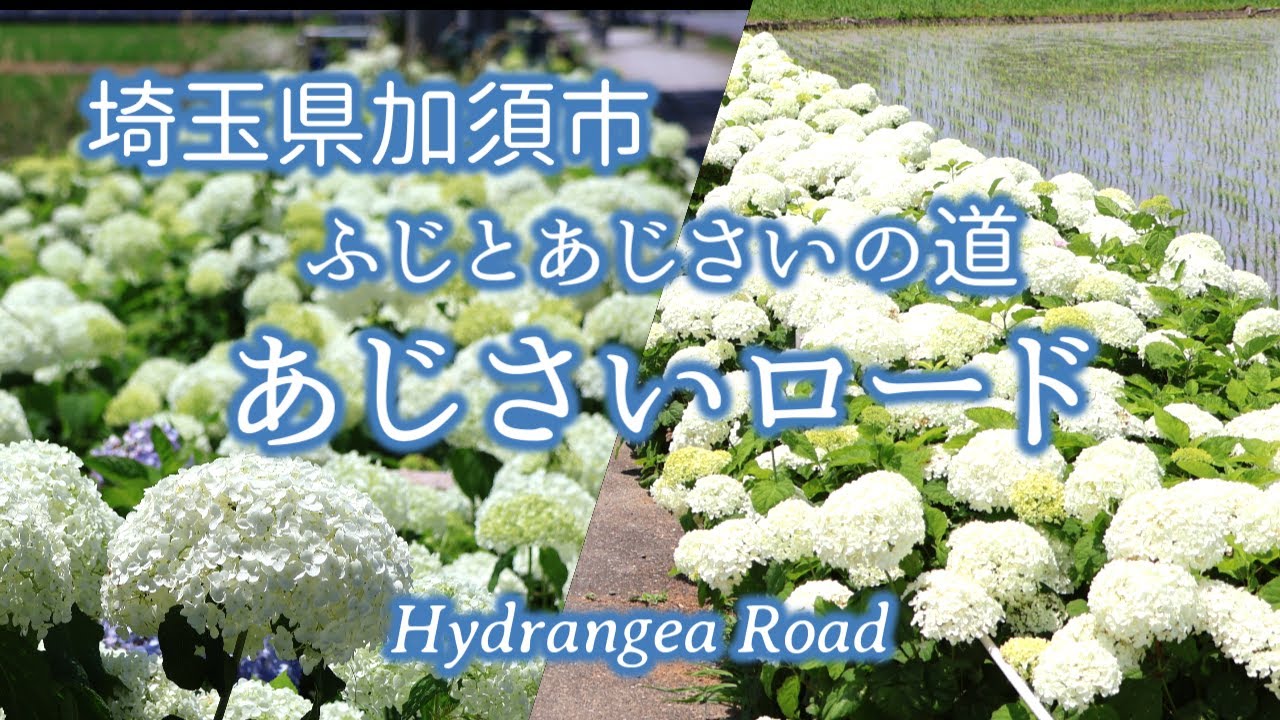 埼玉県加須市 ふじとあじさいの道 アナベルの一本道＆玉敷公園