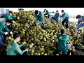 단 3초 코코넛 커팅! 신기한 기술로 만들어지는 코코넛 워터 대량생산 / Mass production of coconut water | Thailand food factory