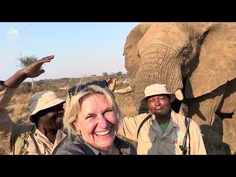 A Happy Birthday as Mambo the Elephant Bull Turns 17