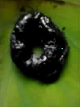 Rantai babi asli hidup