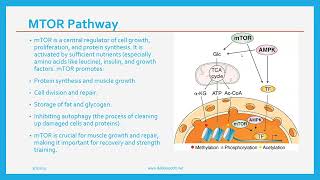 AMPK vs. mTOR Balance | Fat Loss, Muscle Growth &amp; PNOE Metabolism Testing