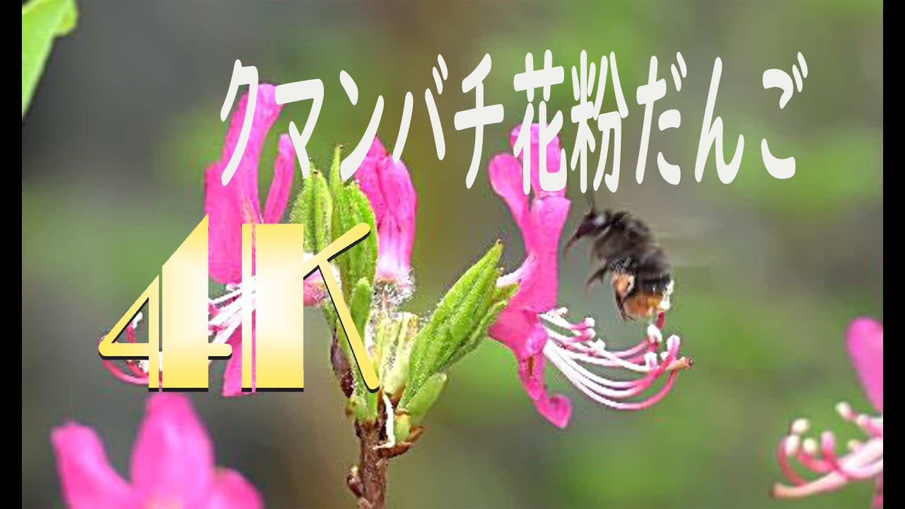 4k クマンバチ 花粉だんご Youtube