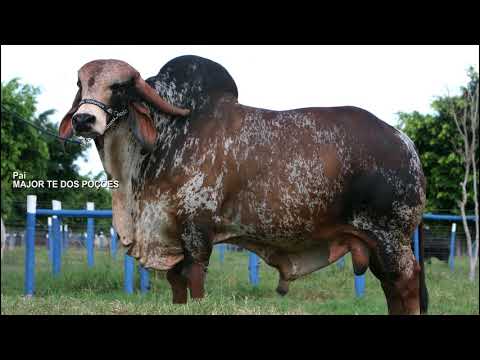 LOTE 26 DANY FIV MAJOR DO MATO PRETO