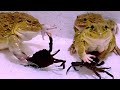 Live feeding bullfrog with big crab and beetle