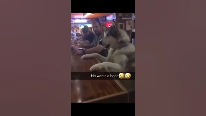 Video 4752801: hilarious cats dogs, post funny