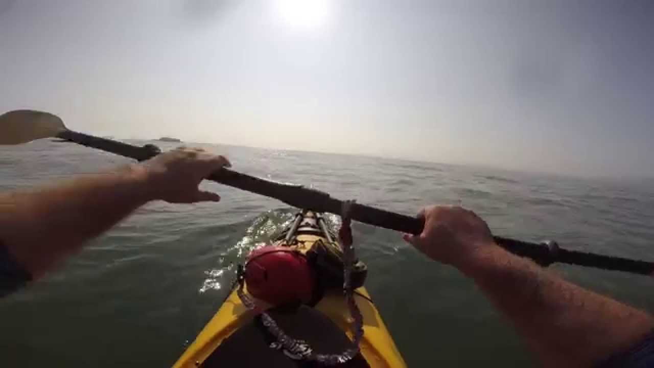 Beluga whales playing with my kayak (close encounter) Bélugas qui