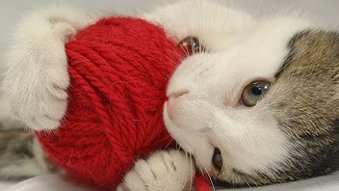 Funny Cats Playing with Yarn Compilation 2016 [HD] 5MC