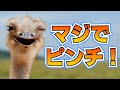 飛べない鳥たちがピンチすぎる