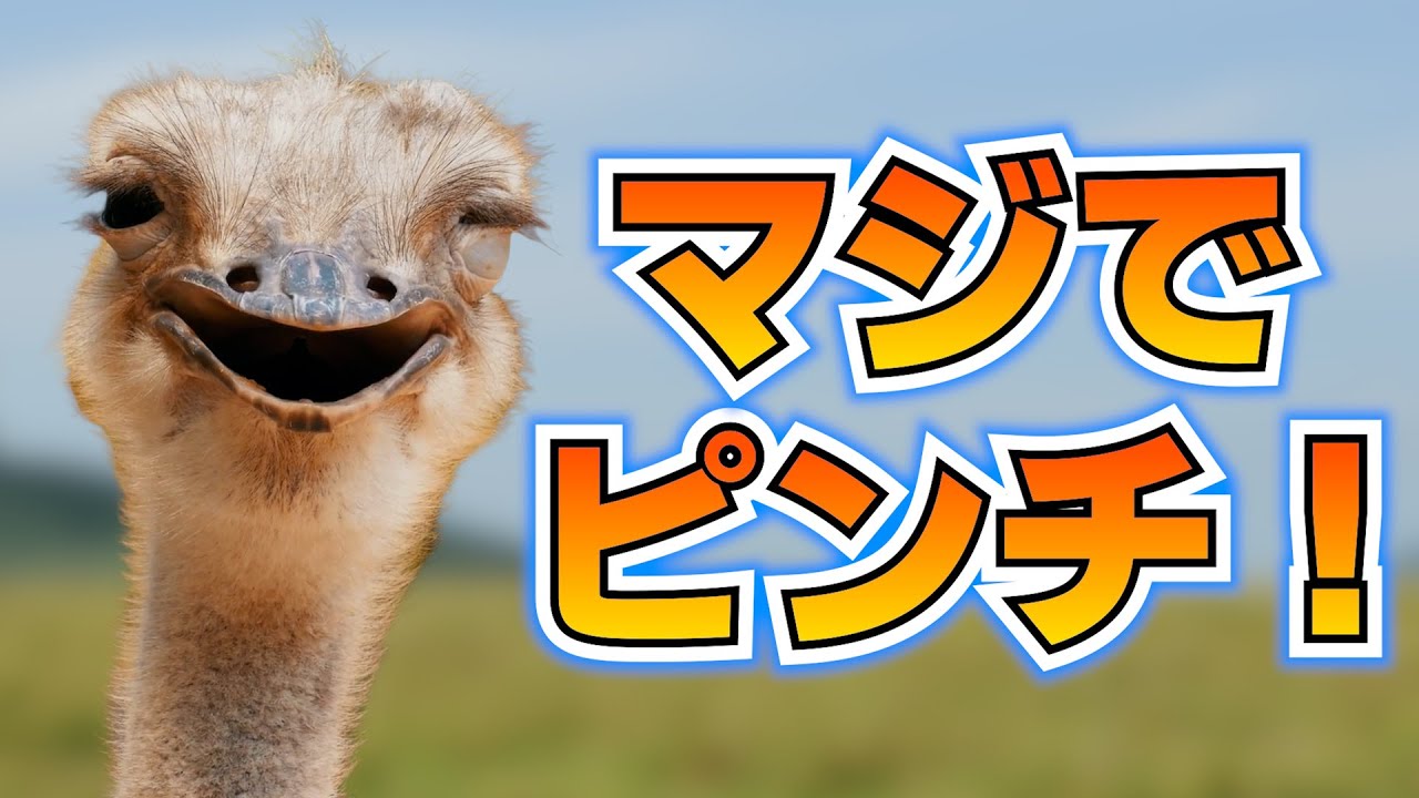 飛べない鳥たちがピンチすぎる - YouTube