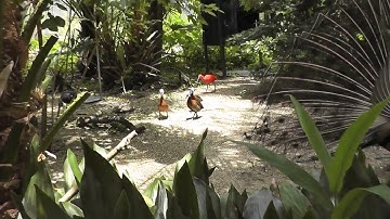 White faced whistling ducks