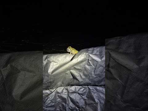 Cope's Tree Frog Has the Weirdest Vocalization #animalfacts #frogs #shorts