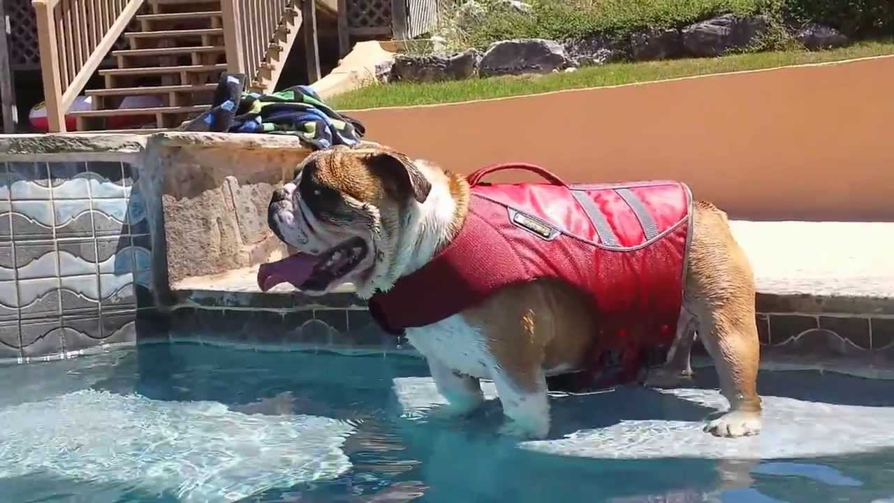 Bulldozer English Bulldog Swimming With Life Jacket In