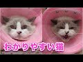 【アロマちゃん】気持ちが顔に出て凄くわかりやすい猫ちゃん【ラグドール】