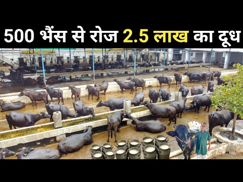 500 भैंस का अनोखा डेयरी फार्म | Buffalo Dairy Farm Business Plan | Dairy Farming