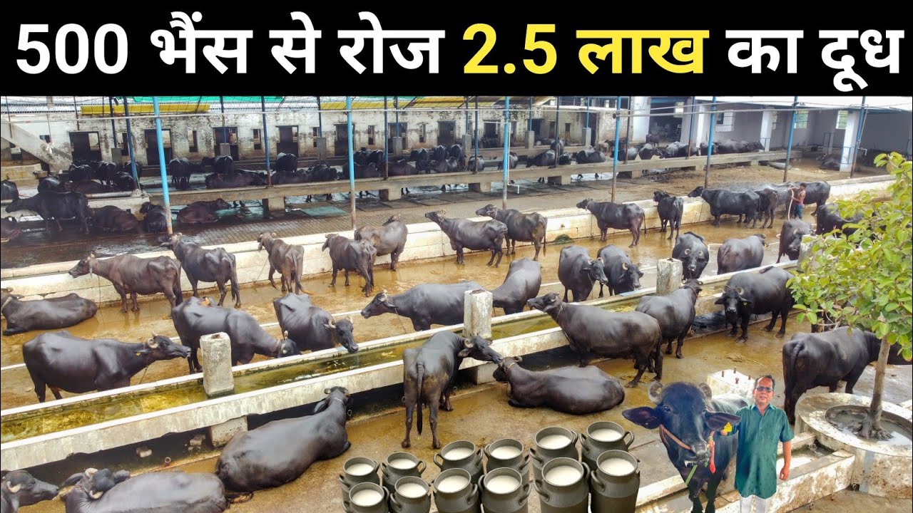 500 भैंस का अनोखा डेयरी फार्म | Buffalo Dairy Farm Business Plan | Dairy Farming