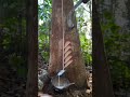 Satisfying Rubber Tree Tapping ASMR 🪵💧  Oddly Satisfying Process