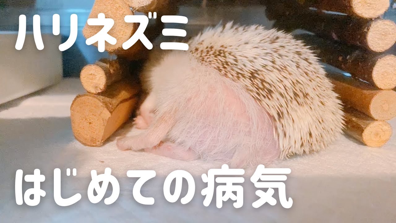 ハリネズミはじめての病気が発覚しました！ - YouTube