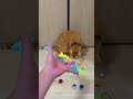 Satisfying Reverse Shots! Cat & Toys Moving Smoothly Backwards 🔄⚡️ #asmr #cat #satisfyling #cute