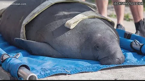 How to help save manatees after hundreds die in 'Unusual Mortality Events'
