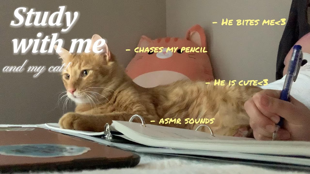 Study With Me My Cat real Time YouTube study-with-me-my-cat-real-time-youtube