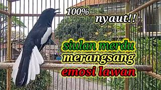 suara burung kacer ngeplong gacor sangat ampuh buat pancingan kacer bahan bikin cepat gacor