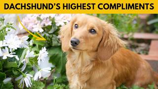 6 Deepest Compliments a Dachshund Will Only Give If They Truly Trust You