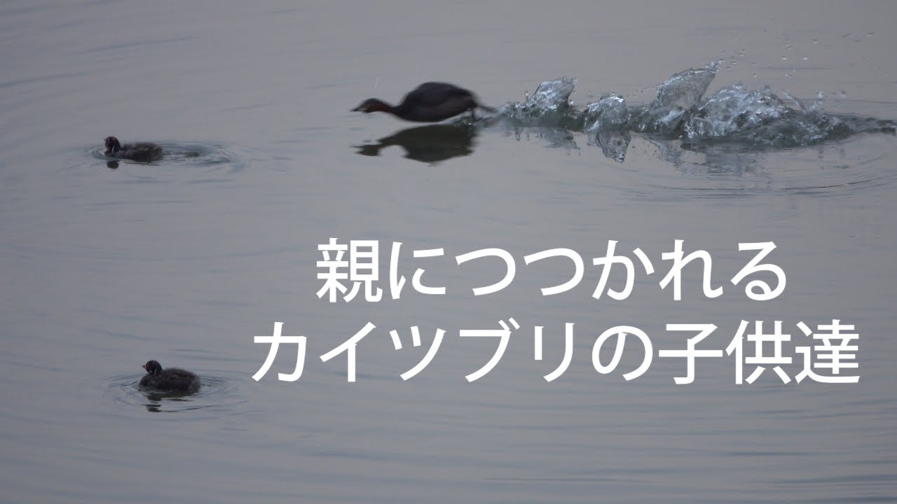 執拗に食べ物をねだり 叱られるカイツブリの子供達 Youtube